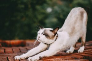 Stretching, Foam Rolling, and Myofascial Release